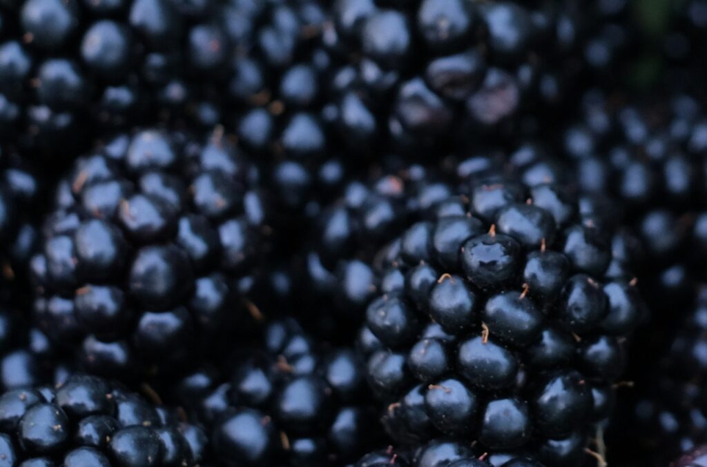 Blackberries